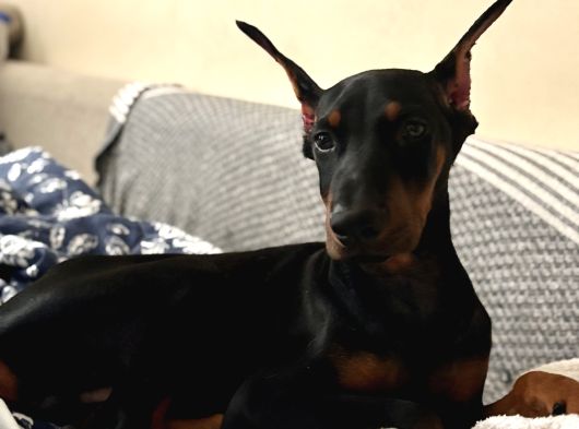 Irkinin En İyi̇si̇ Ki̇ng Doberman Albay görsel