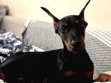 IRKININ EN İYİSİ KİNG DOBERMAN ALBAY