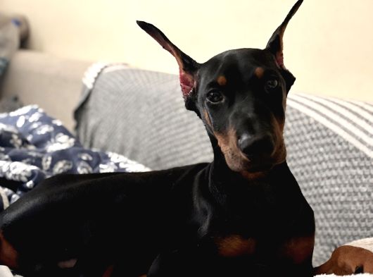 Irkinin En İyi̇si̇ Ki̇ng Doberman Albay