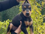 Kaliteli doberman yavruları