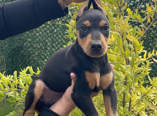 Kaliteli Doberman Yavruları