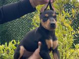 Kaliteli Doberman Yavruları