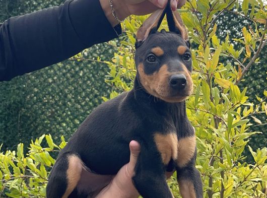 Kaliteli Doberman Yavruları görsel