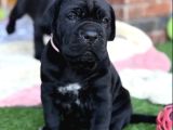 Dev Italyan Mastif Cane Corso Yavrular