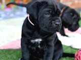 Dev Italyan Mastif Cane Corso Yavrular