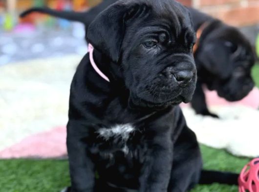 Dev Italyan Mastif Cane Corso Yavrular görsel