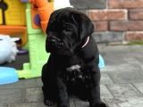 Dev italyan mastif cane corso yavrular