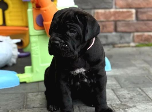 Dev Italyan Mastif Cane Corso Yavrular