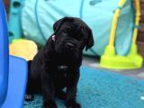 Dev Italyan Mastif Cane Corso Yavrular