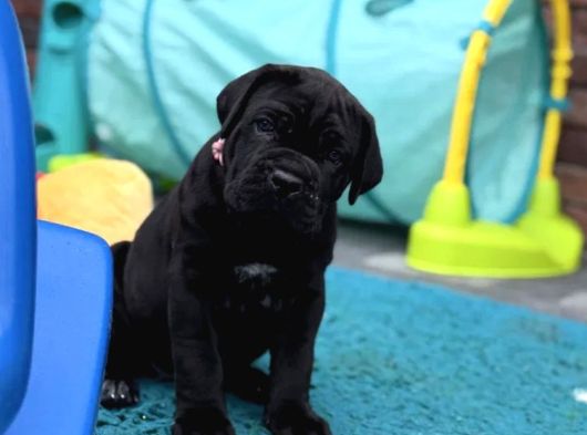 Dev Italyan Mastif Cane Corso Yavrular görsel