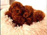 Irkının En Özel Yavruları Toy Poodle