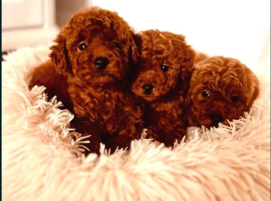 Irkının En Özel Yavruları Toy Poodle görsel