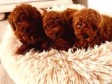 Irkının En Özel Yavruları Toy Poodle