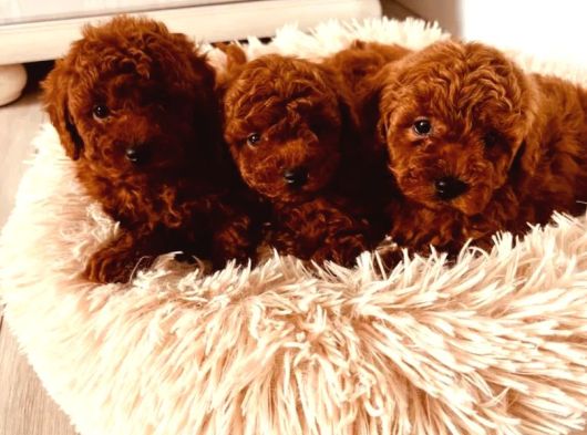 Irkının En Özel Yavruları Toy Poodle görsel