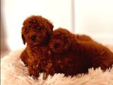 Irkının en özel yavruları toy poodle
