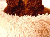 Irkının En Özel Yavruları Toy Poodle