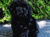 Siyah Elmas En Özel Renk Toy Poodle