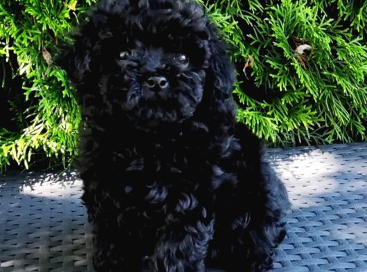 Siyah Elmas En Özel Renk Toy Poodle görsel