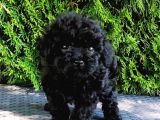 Siyah elmas en özel renk toy poodle