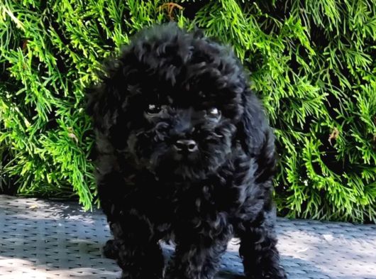 Siyah Elmas En Özel Renk Toy Poodle