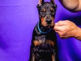 Türkiye Geneli Referanslarımızla King Doberman Yavrular