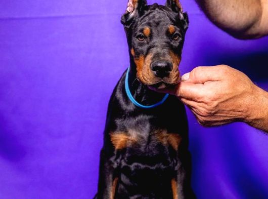 Türkiye Geneli Referanslarımızla King Doberman Yavrular görsel