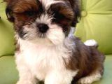 ÜST KALİTE SHIH TZU ŞİTSU BEBEKLER