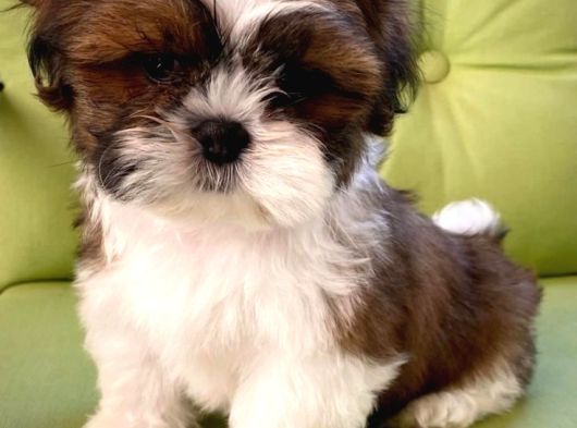 Üst Kali̇te Shih Tzu Şi̇tsu Bebekler