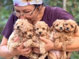 Teacup Boy Apricot Toypoodle Kg Garanti̇li̇