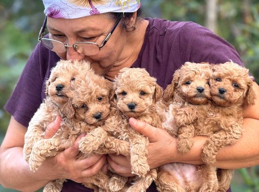 Teacup Boy Apricot Toypoodle Kg Garanti̇li̇ görsel