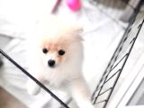 Tam Ayıcık Ve Erkek Pomeranian Boo Yavrumuz