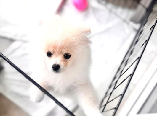 Tam Ayıcık Ve Erkek Pomeranian Boo Yavrumuz görsel