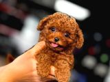 Ufak Boy Red Toy Poodle Yavrularımız