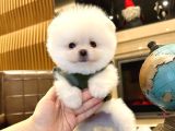 Teacup ayı surat pomeranian boo yavrular mağazamızdan sizler
