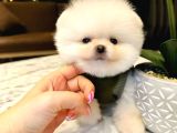 Teacup Ayı Surat Pomeranian Boo Yavrular Mağazamızdan Sizler