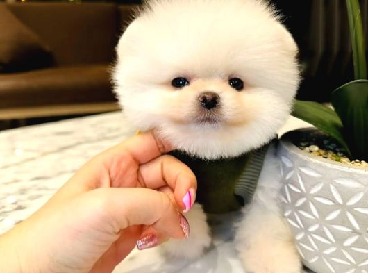 Teacup Ayı Surat Pomeranian Boo Yavrular Mağazamızdan Sizler görsel