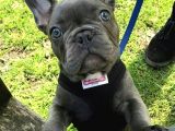 Fırlama sal french bulldog
