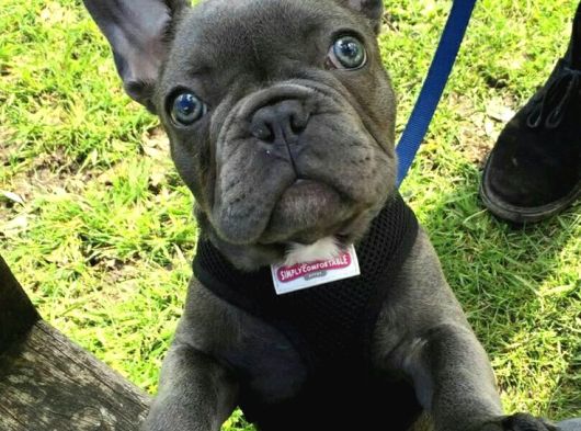 Fırlama Sal French Bulldog
