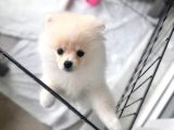 Tam Ayıcık Ve Erkek Pomeranian Boo Yavrumuz
