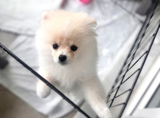 Tam Ayıcık Ve Erkek Pomeranian Boo Yavrumuz görsel