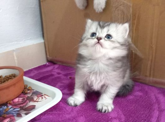 Cins Efsane Güzellikte Eğik Kulak Scottish Fold Yavrularım görsel