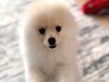 Tam Ayıcık Ve Erkek Pomeranian Boo Yavrumuz