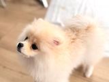 Tam Ayıcık Ve Erkek Pomeranian Boo Yavrumuz