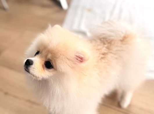 Tam Ayıcık Ve Erkek Pomeranian Boo Yavrumuz görsel