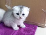 Cins Efsane Güzellikte Eğik Kulak Scottish Fold Yavrularım
