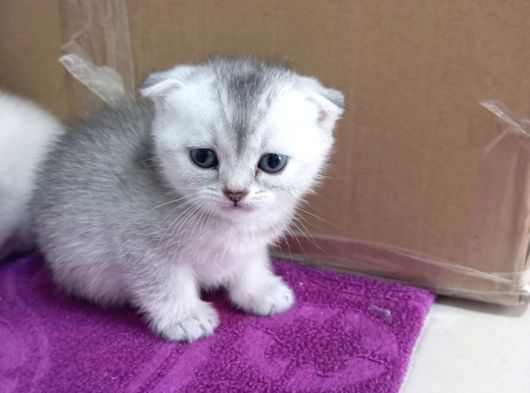 Cins Efsane Güzellikte Eğik Kulak Scottish Fold Yavrularım görsel