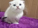 Cins Efsane Güzellikte Eğik Kulak Scottish Fold Yavrularım