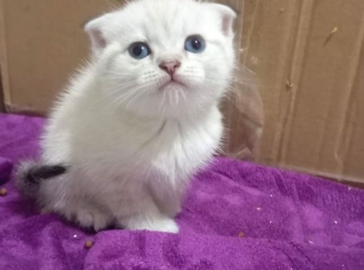 Cins Efsane Güzellikte Eğik Kulak Scottish Fold Yavrularım görsel
