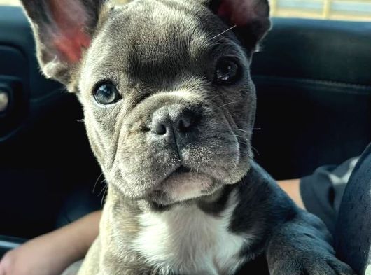 Fırlama Sal French Bulldog görsel