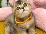 Muhteşem Golden Bebek Tesli̇me Hazir